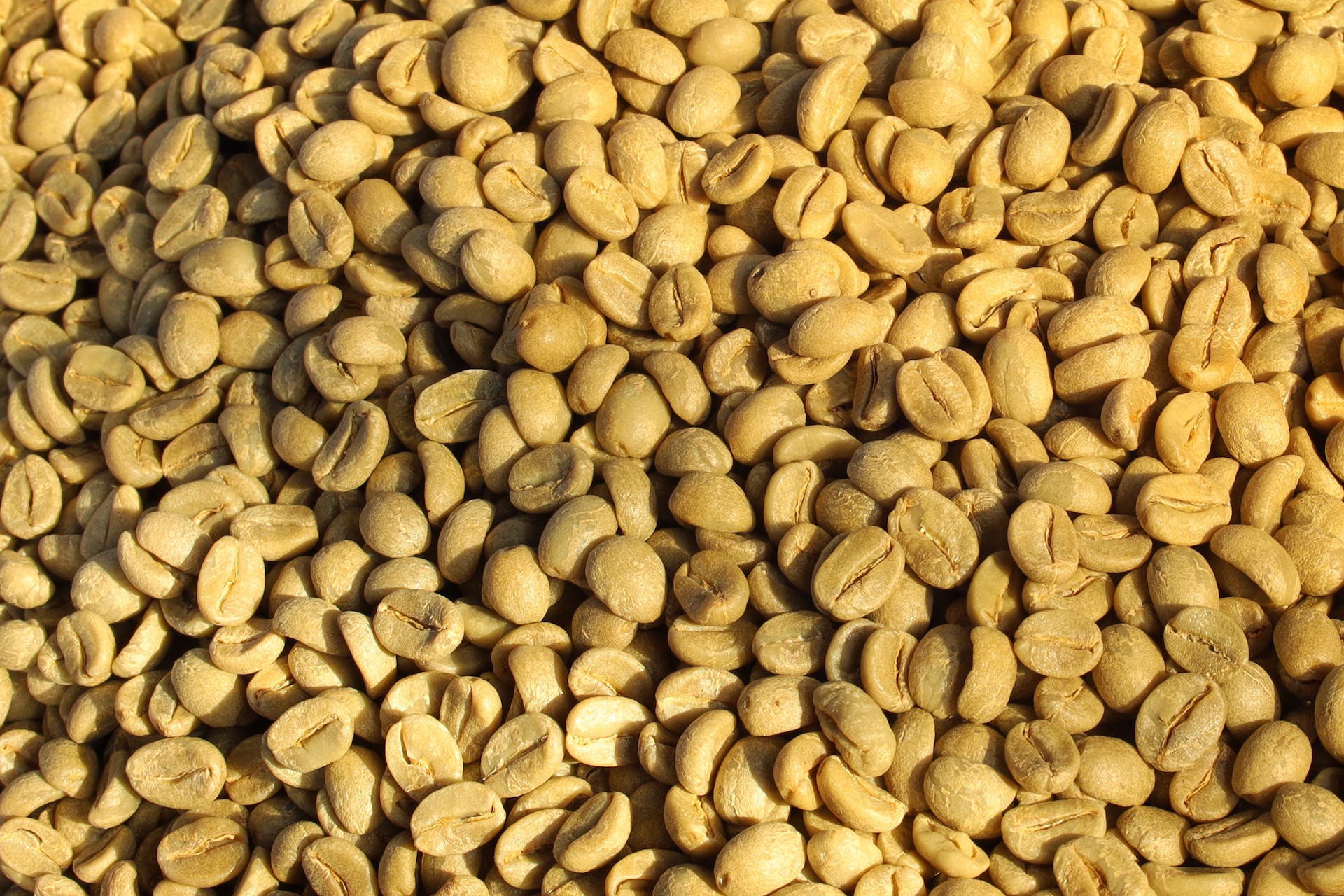 Kenya coffee beans